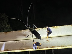 Diactor bilineatus