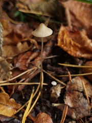 Mycena vitilis