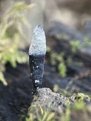 Xylaria longipes