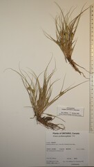 Carex sychnocephala