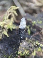 Xylaria longipes