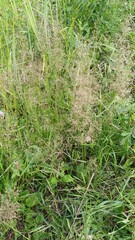 Agrostis