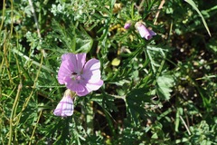 Malva alcea
