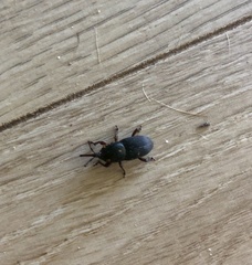 Scyphophorus acupunctatus