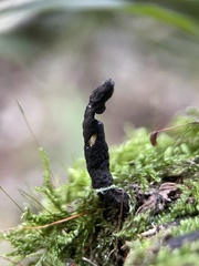 Xylaria longipes