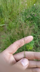 Agrostis