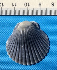 Argopecten irradians