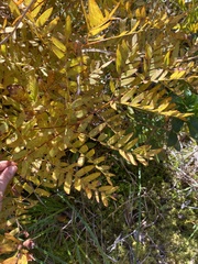 Osmunda spectabilis