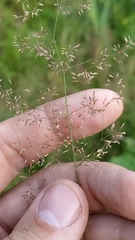Agrostis