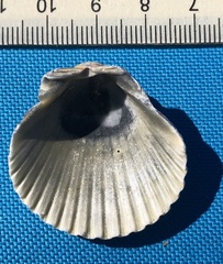 Argopecten irradians