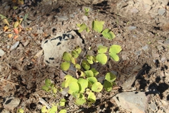 Symphoricarpos mollis
