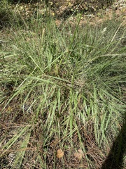 Eragrostis elliottii