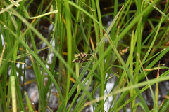 Carex pluriflora