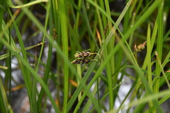 Carex pluriflora