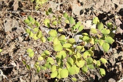 Symphoricarpos mollis
