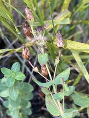 Hypericum scouleri