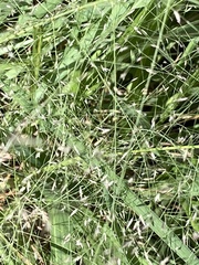 Eragrostis elliottii