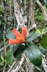 Burchellia bubalina