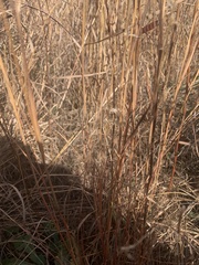 Schizachyrium scoparium