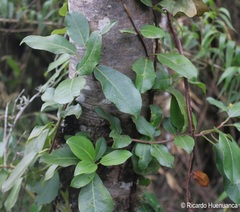 Hydrangea serratifolia