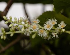 Homalium cochinchinense