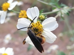 Scoliinae