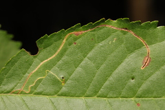 Lyonetia clerkella