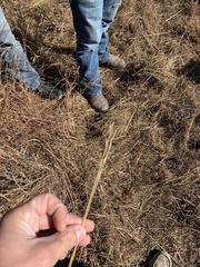 Thinopyrum intermedium