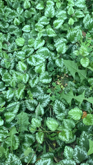 Lamium galeobdolon argentatum