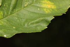 Phyllonorycter cerasicolella