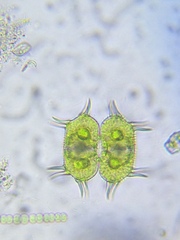 Xanthidium antilopaeum