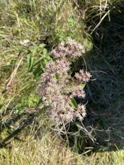 Eupatorium perfoliatum