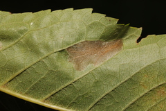 Phyllonorycter cerasicolella