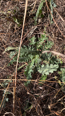 Cirsium pumilum