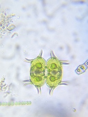 Xanthidium antilopaeum