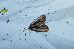 Apamea verbascoides
