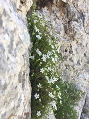 Arenaria gracilis