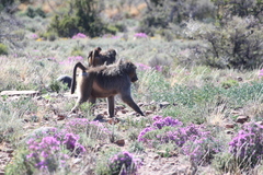 Papio ursinus ursinus