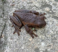 Trachycephalus vermiculatus