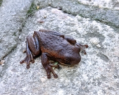 Trachycephalus vermiculatus