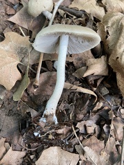 Psathyrella longipes