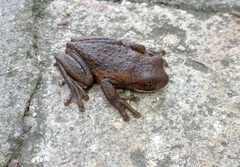 Trachycephalus vermiculatus