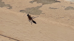 Sceliphron asiaticum