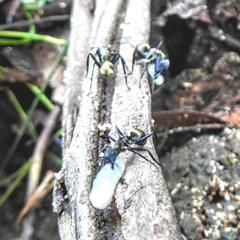 Camponotus sericeiventris