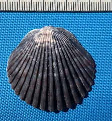 Argopecten irradians