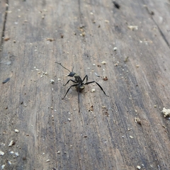 Camponotus sericeiventris