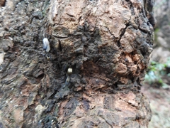 Camponotus sericeiventris