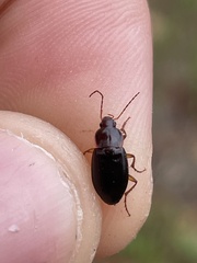 Calathus ruficollis