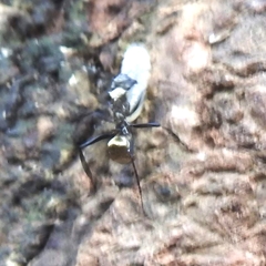 Camponotus sericeiventris