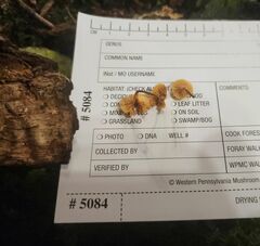 Xeromphalina enigmatica